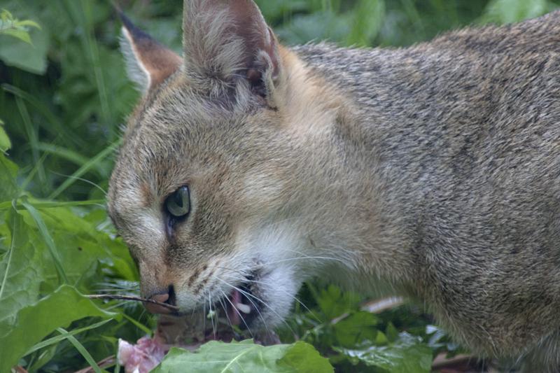 Cjp_2011_08_02_085601 (1).jpg